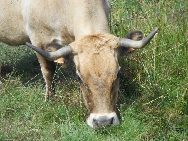 Chemin de Compostelle - Vache de la race Aubrac