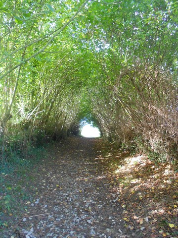 Chemin de Compostelle - sous couvert de verdure