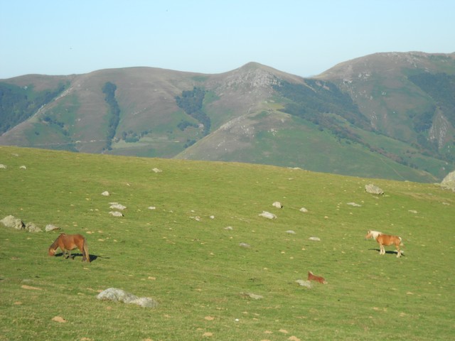 Chemin de Compostelle - au milieu des troupeaux de moutons et chevaux