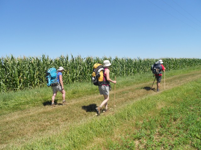 Chemin de Compostelle - Au milieu des maïs